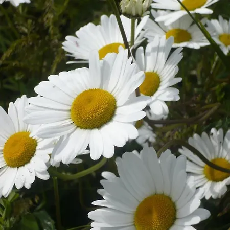 Le Clos Doux Casa de Férias *