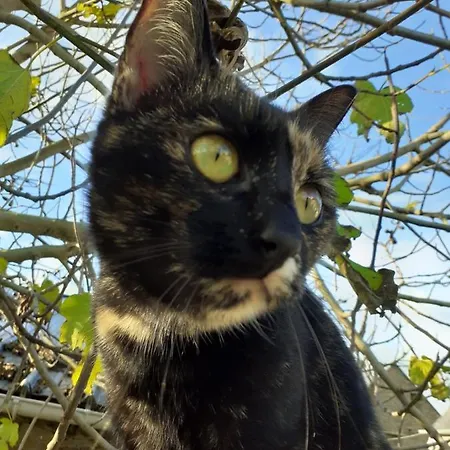 Casa de Férias Le Clos Doux Céaux