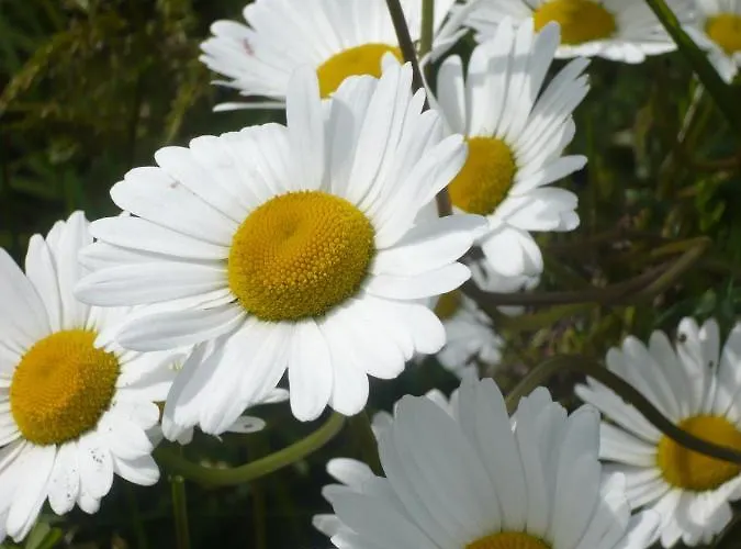 Le Clos Doux Holiday home *