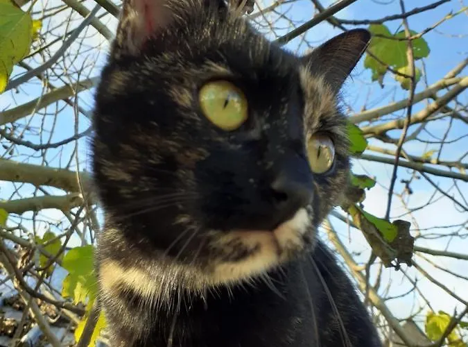 Holiday home Le Clos Doux Ceaux